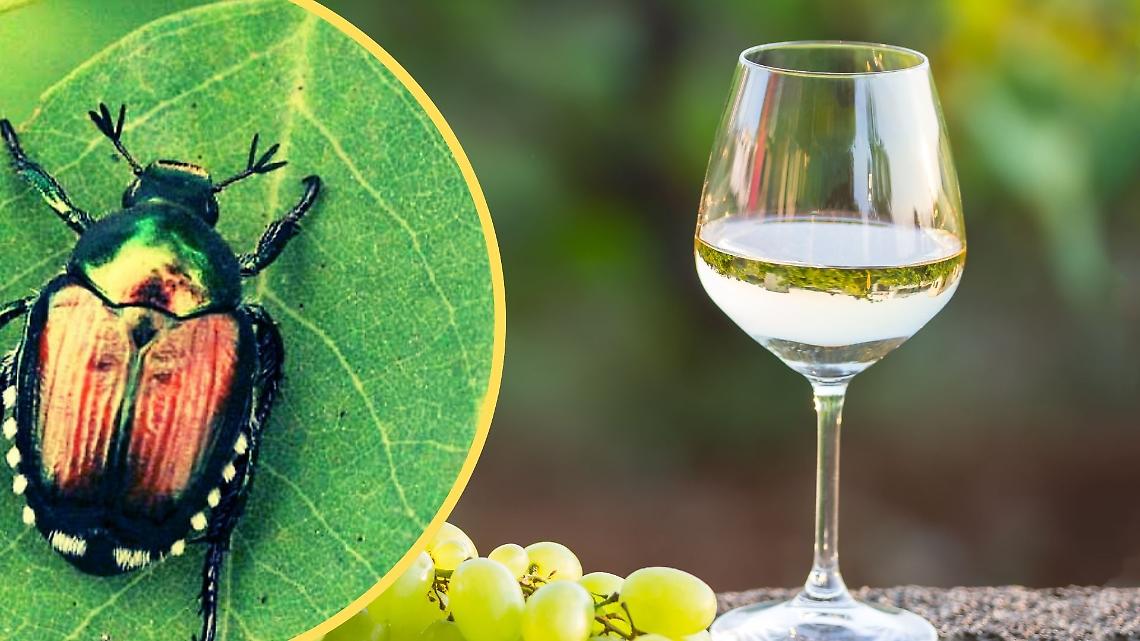 Vendemmia sotto assedio