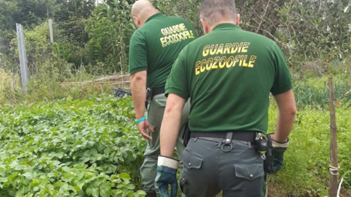 Diventare guardia zoofila OIPA: in Piemonte e Valle d’Aosta formazione gratuita e qualifica riconosciuta