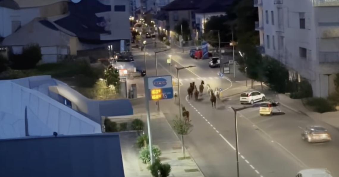 Cavalli in centro ad Alba, corsa serale tra corso Barolo e corso Piave: rientro senza conseguenze