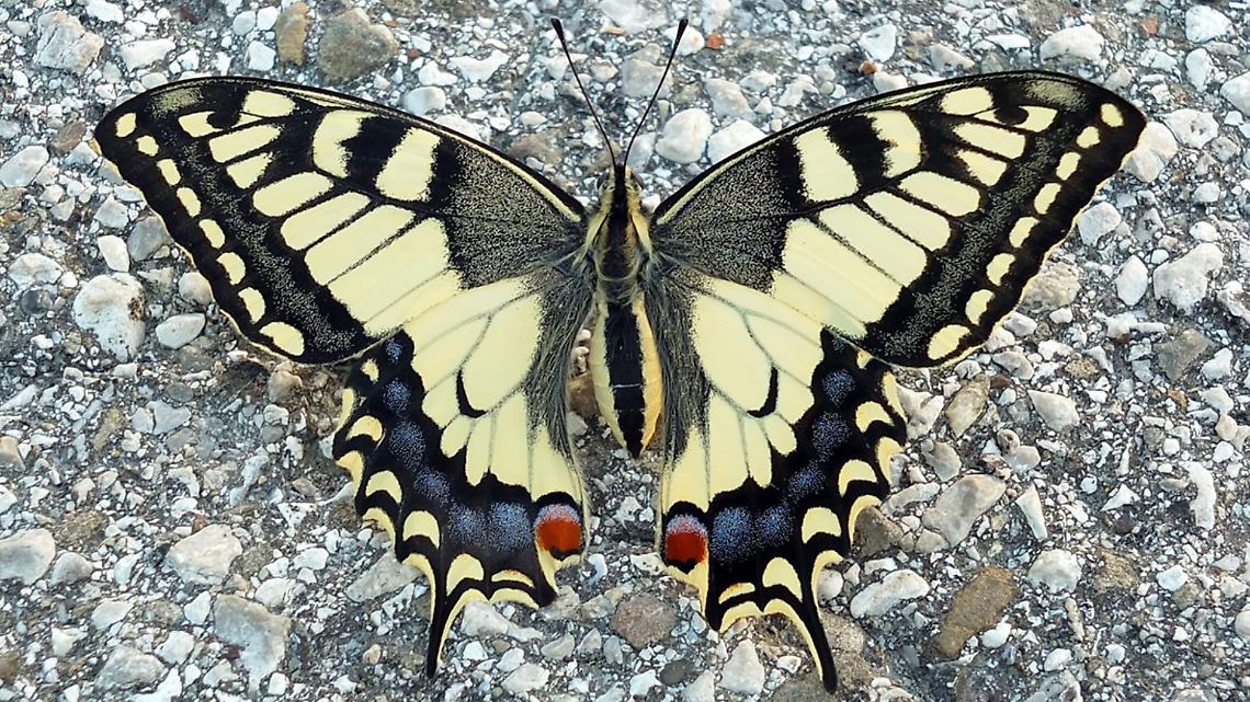 Il macaone nei cieli di Torino: guida pratica a una regina della biodiversità
