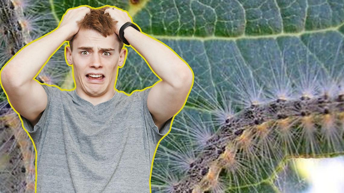 Infestazione di ifantria