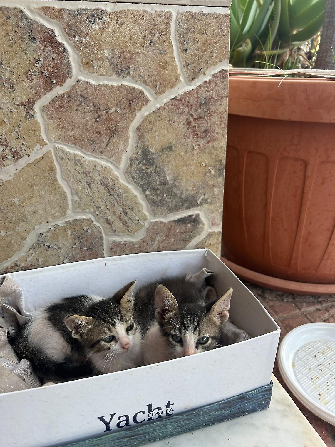 Due cuccioli, un solo cuore: Dora e Bianca cercano casa