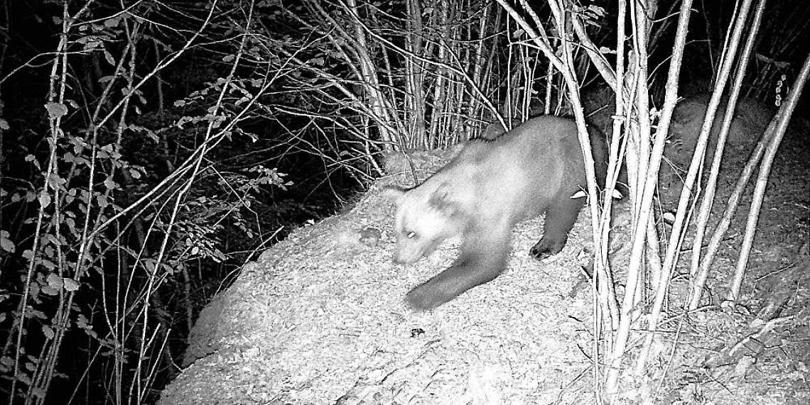 Due orsi nel Verbano Cusio Ossola: la Val Grande non è più un passaggio solitario