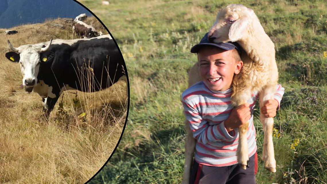 Pioggia inutile: in Canavese mucche senz’acqua, margari costretti a scendere