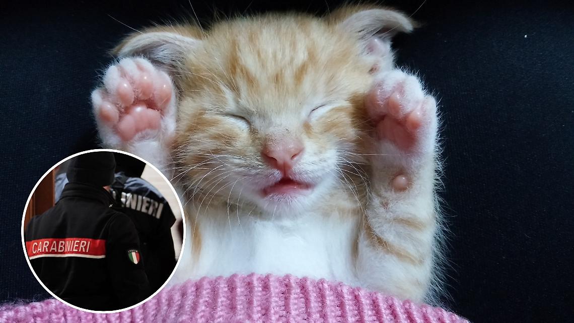 Gattino mutilato davanti a casa: zampette recise lasciate sulla soglia. Macabro "gioco" tra ragazzini
