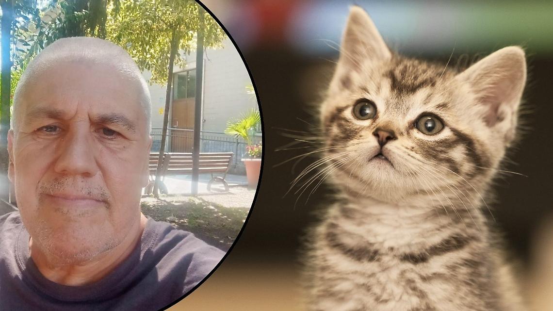 Verolengo, gattino mutilato: AIDA offre 1.000 euro per chi aiuta a trovare i responsabili