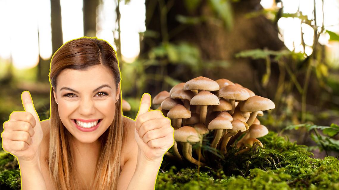 Stagione dei funghi 2025