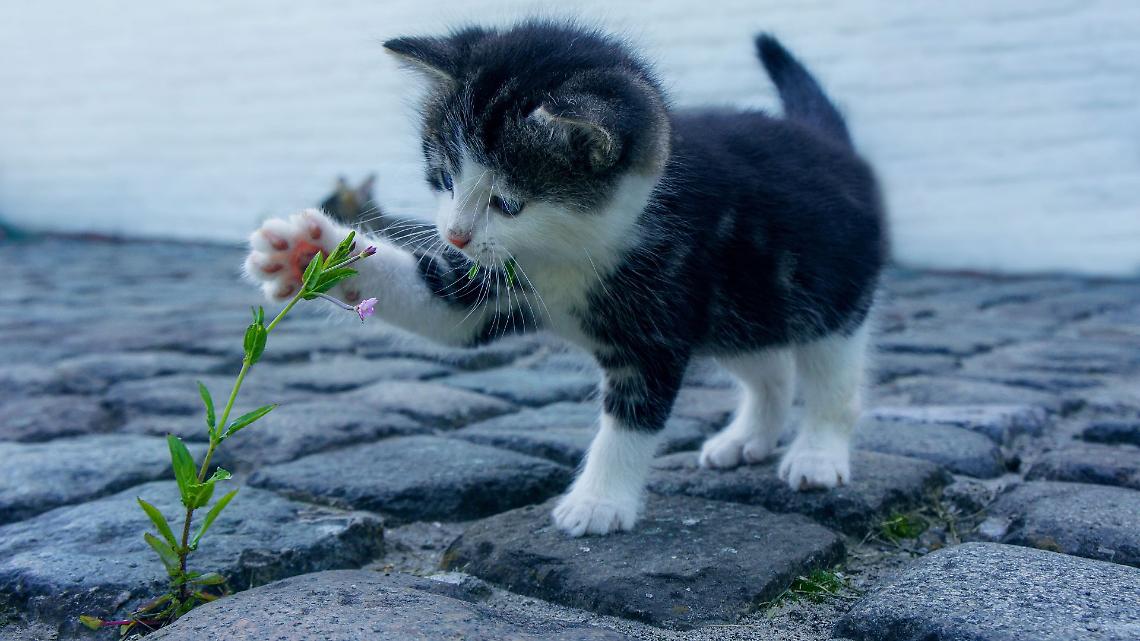 Valperga rubano la gattina