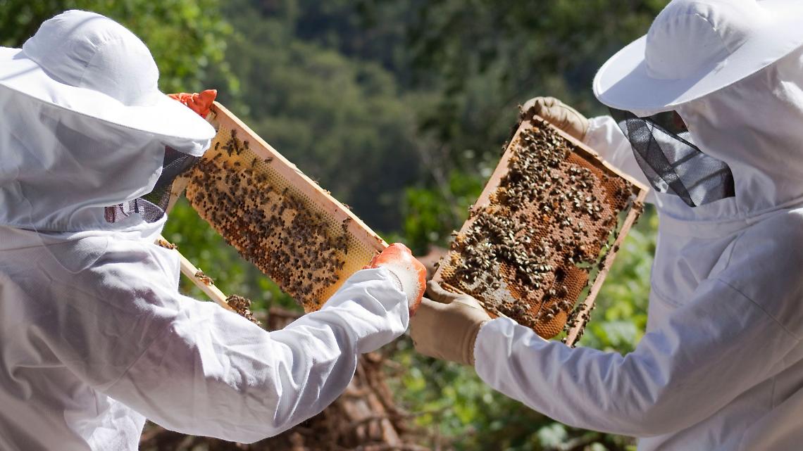 Miele 2025: stagione difficile ma salva il millefiori