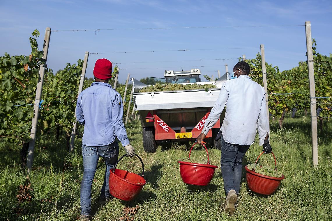 Sfruttamento nelle vigne