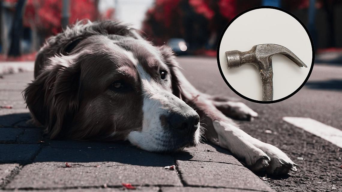 Torino, cane ucciso a martellate