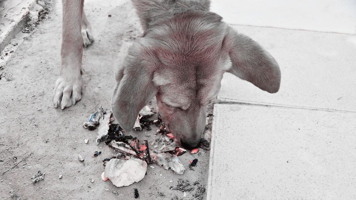 Cagnolino ucciso 