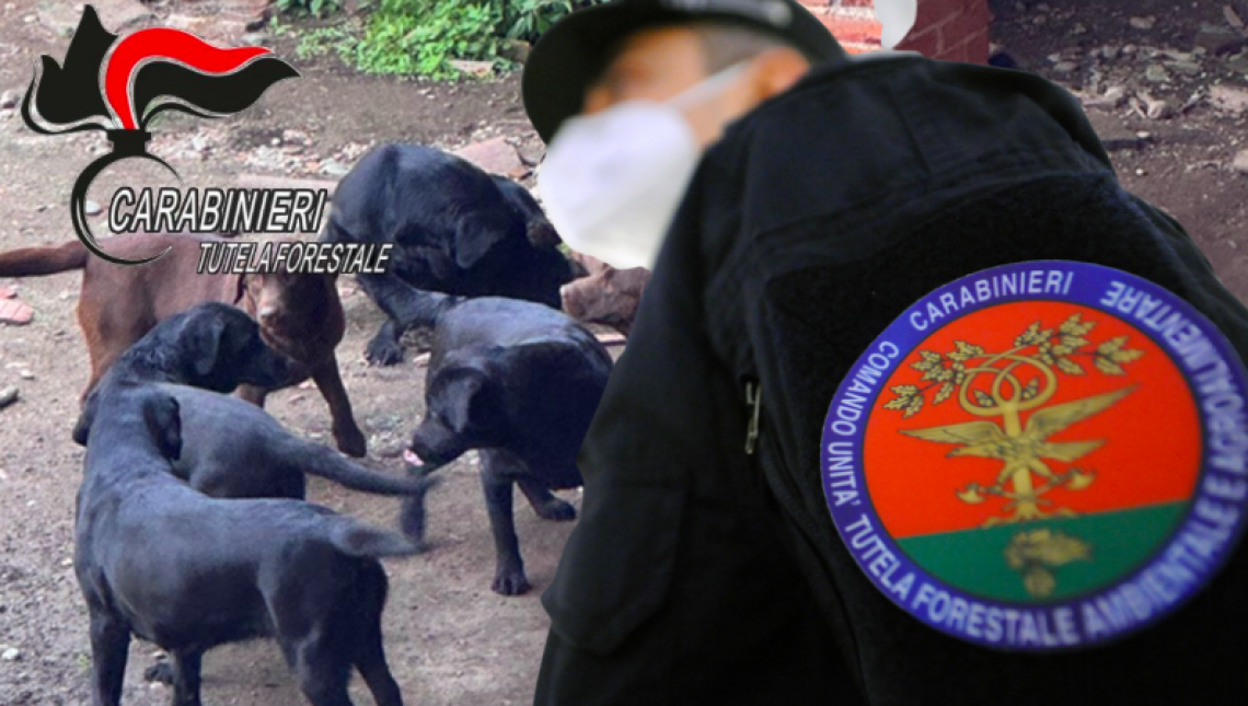 Cuccioli sequestrati a Scarmagno, scoperta la frode di un allevatore senza scrupoli