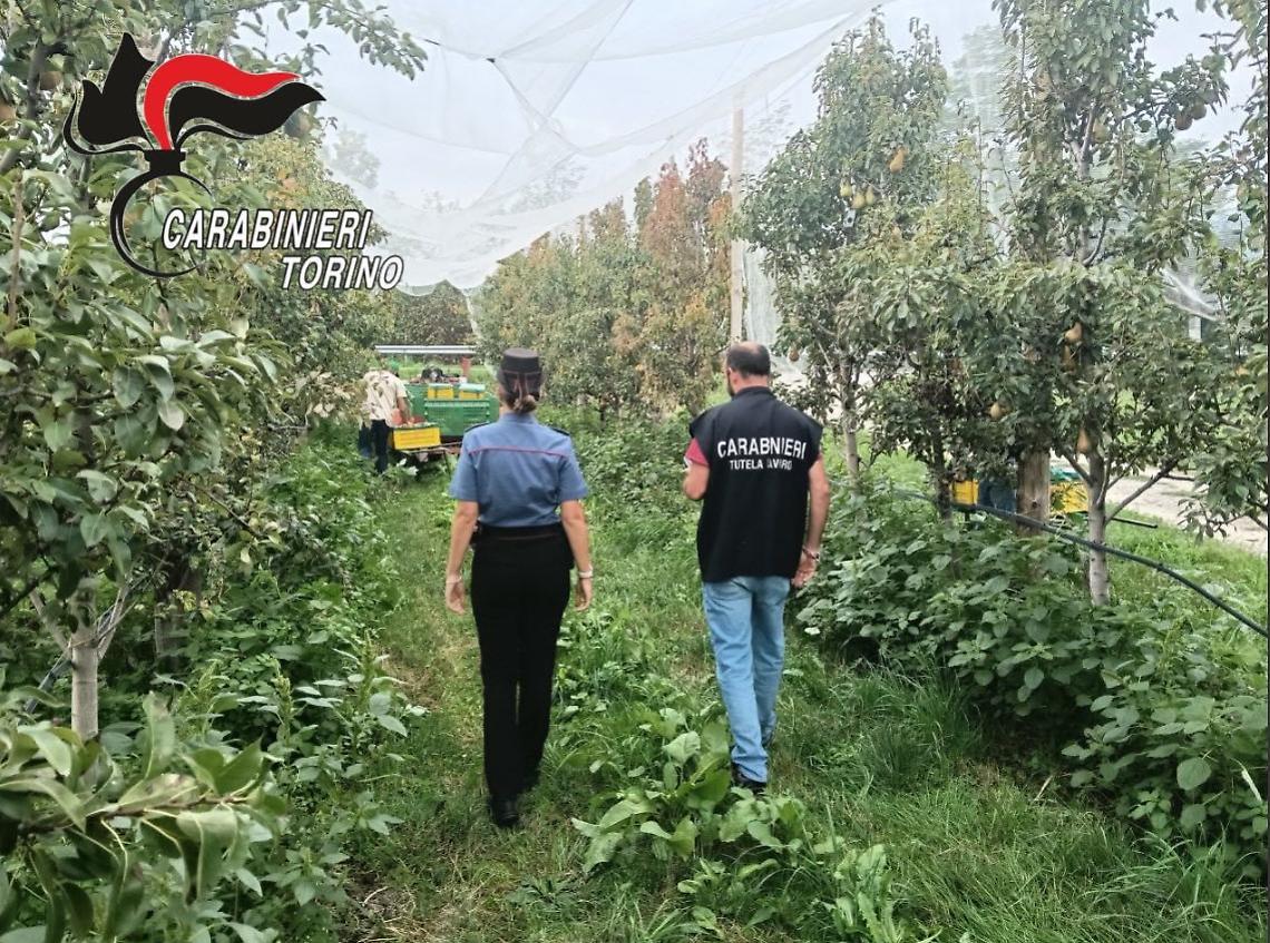 Lavoro nero nei frutteti del Pinerolese: due titolari denunciati, sanzioni per 7 mila euro