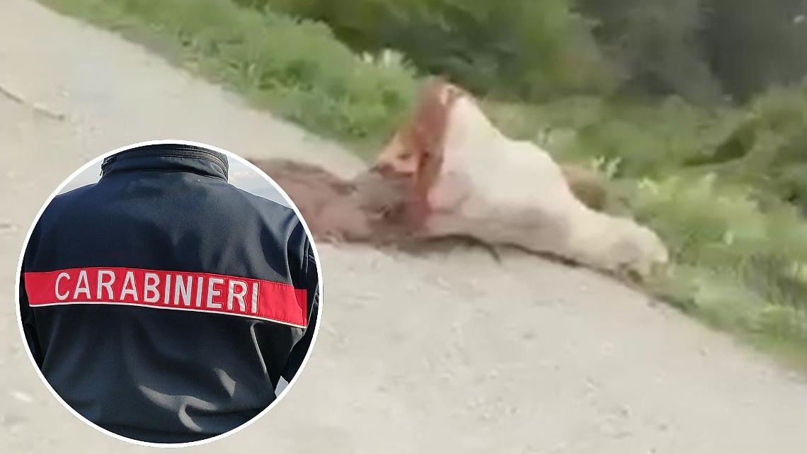 Orrore in riva al Po: mucca tagliata a metà e lasciata in un prato. C'è un "mostro" in paese? (VIDEO)
