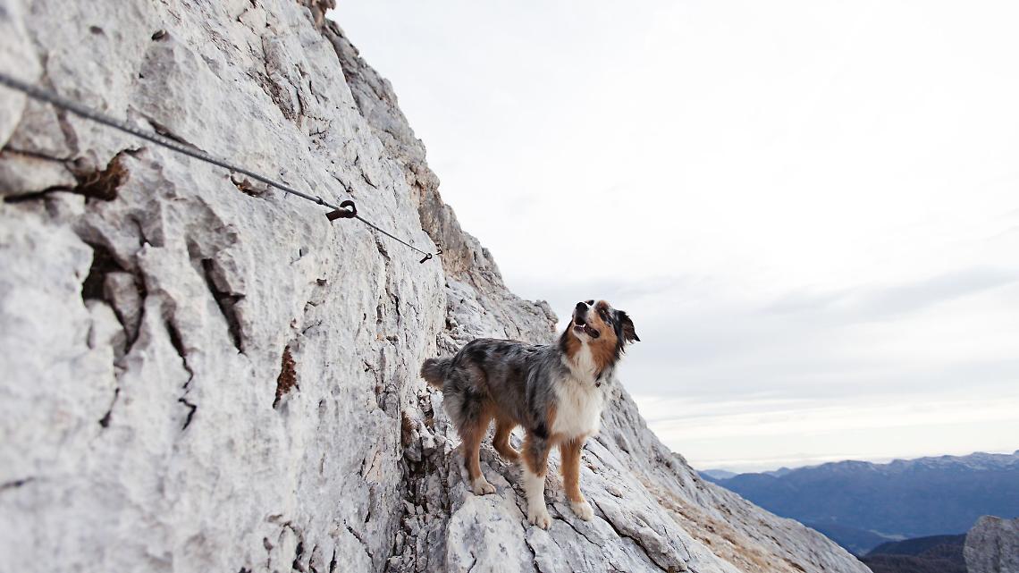 Roure, due cani bloccati sulla ferrata del Bourcet: intervento-lampo e ritorno verso casa