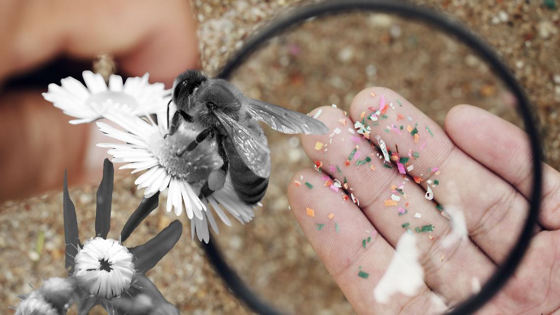 Microplastiche nelle api