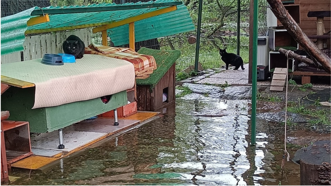 Gattile sott’acqua ma i volontari non mollano: a Ivrea si resiste nel fango