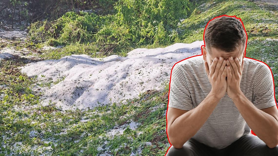 Grandine devasta il riso nel Vercellese: perso fino all'80% del raccolto