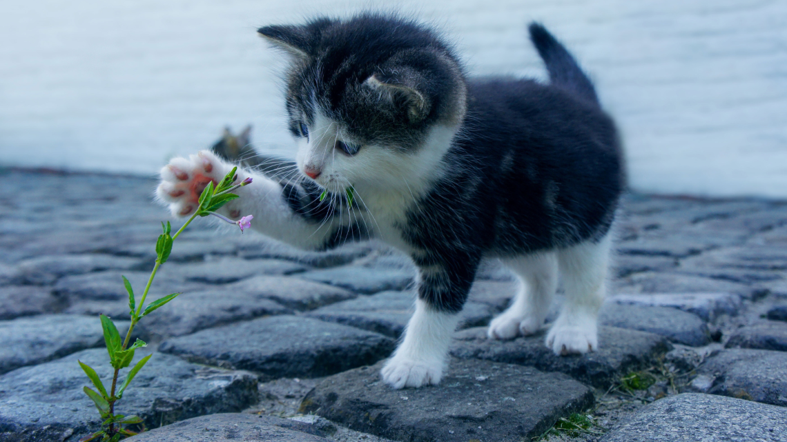 La stanza dei gattini: EporediAnimali sogna una nursery per i cuccioli orfani