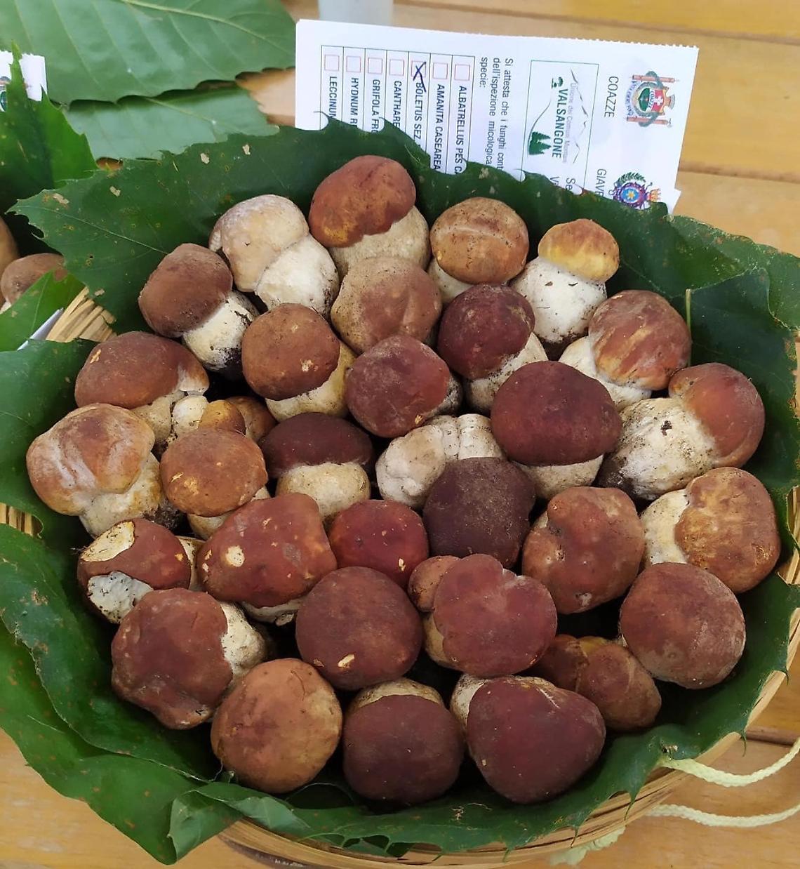 Il fungo diventa re: a Giaveno dieci giorni di festa per il porcino