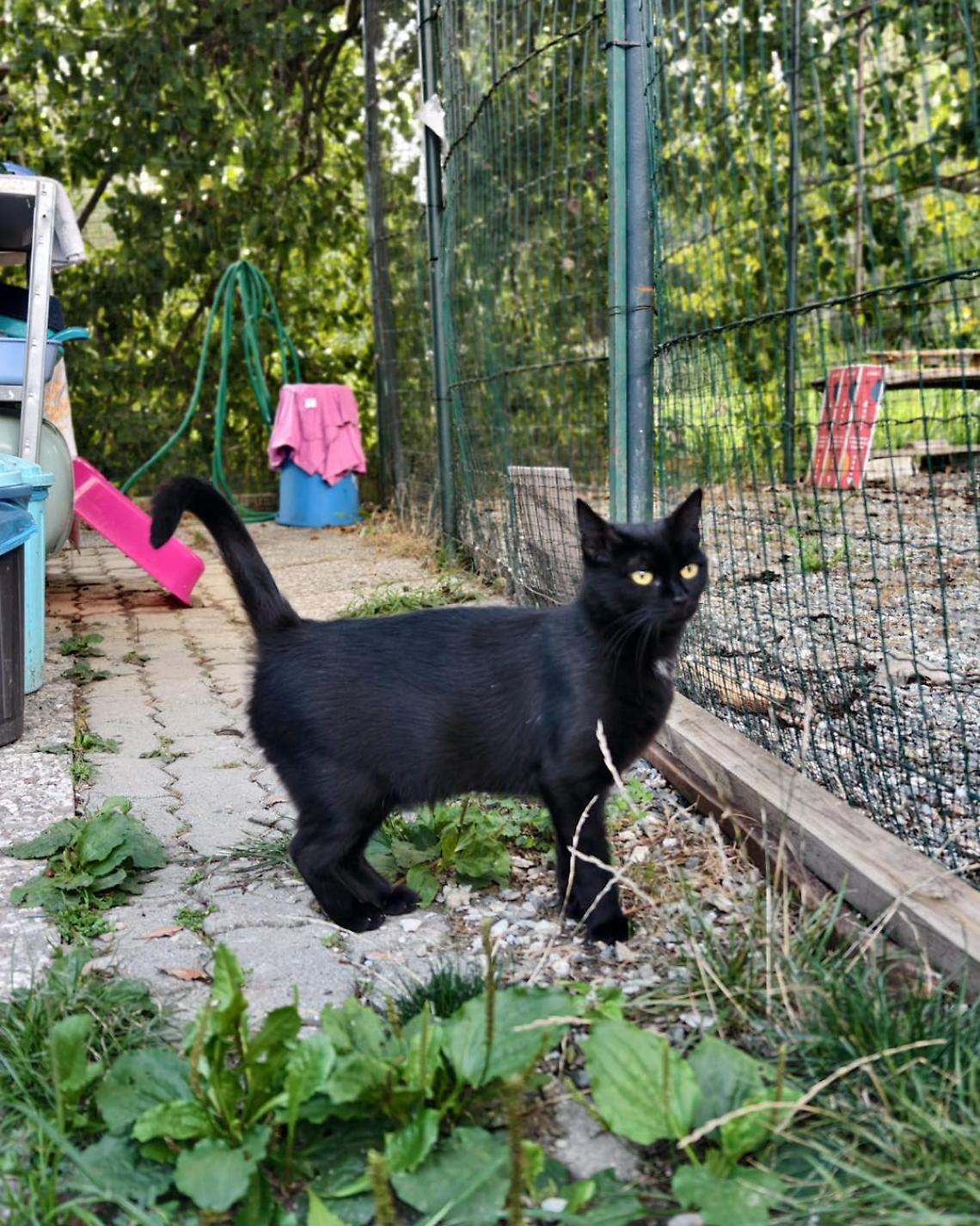 EporediAnimali contro gli haters: “Difendiamo i gatti, non chi insulta il Comune”