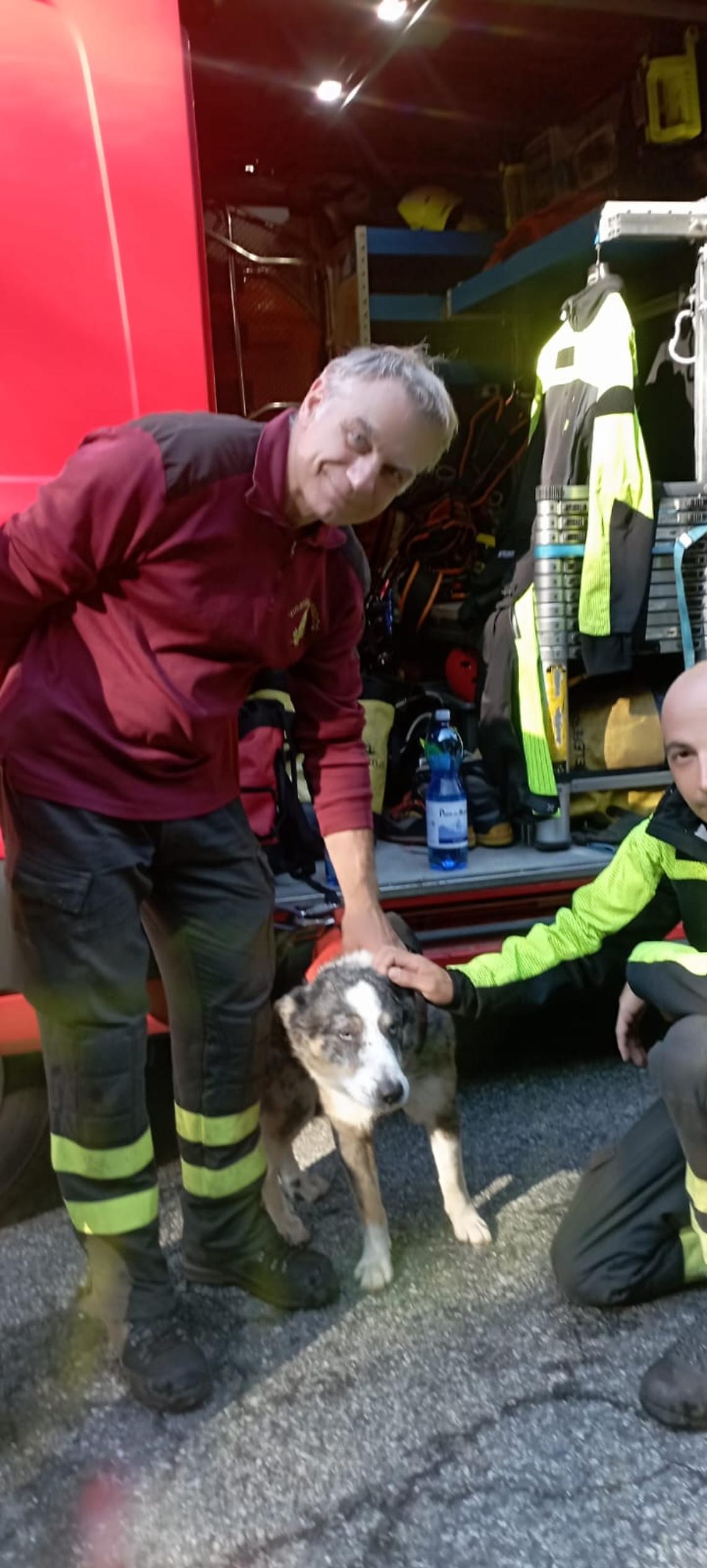Cane cade in un dirupo: dopo due giorni di angoscia, Tristano è salvo!