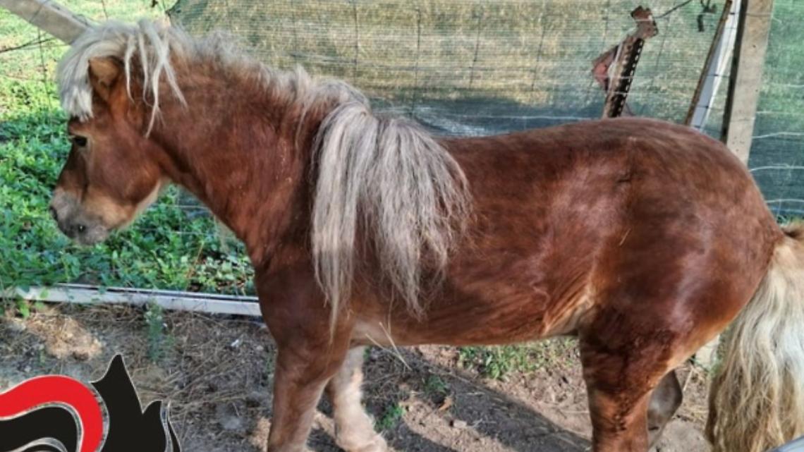 Pony abbandonato