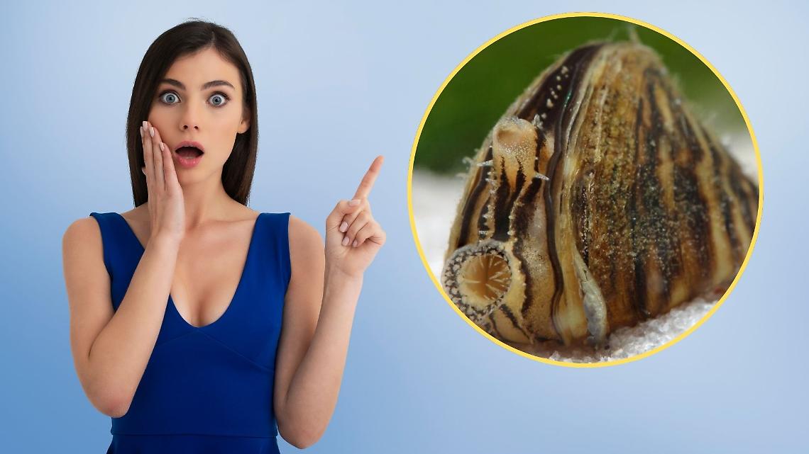 La cozza zebrata 