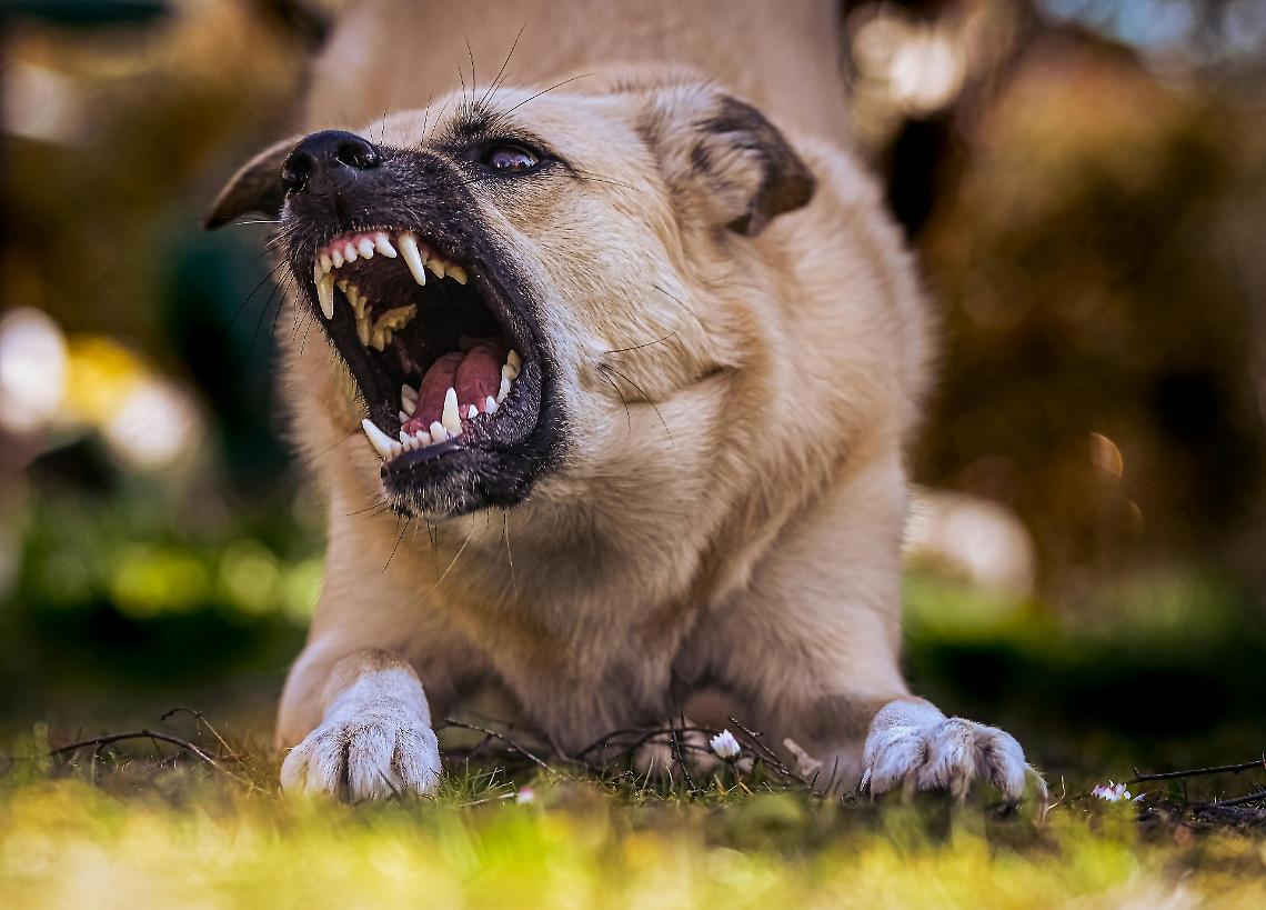 Cani liberi alla Corona Verde di Venaria Reale : ferita una residente