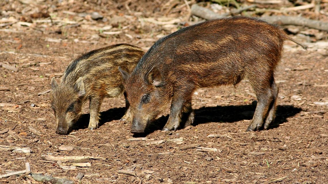 Castiglione, cucciolo colpito durante una battuta di caccia