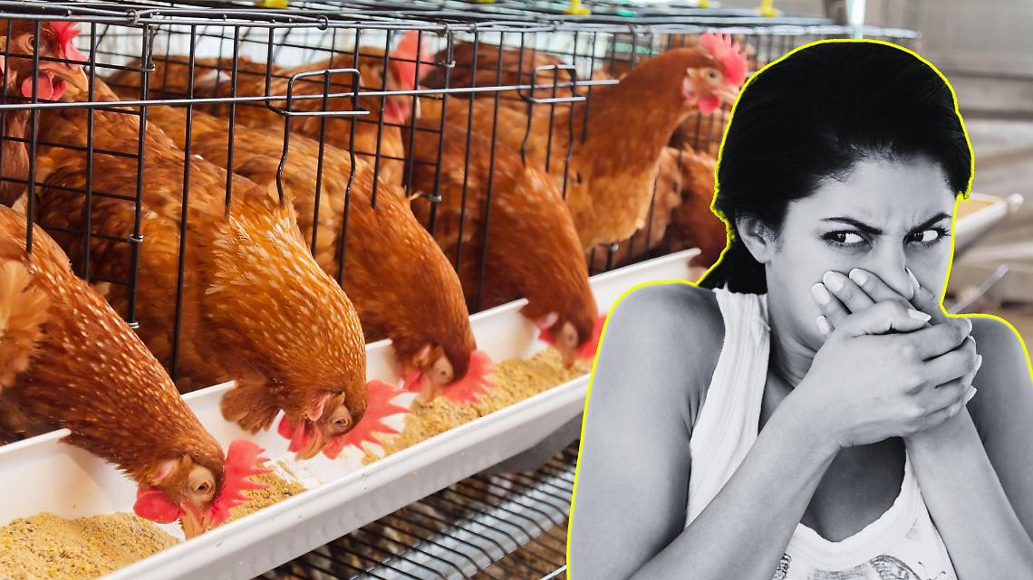 Odori molesti a San Giusto