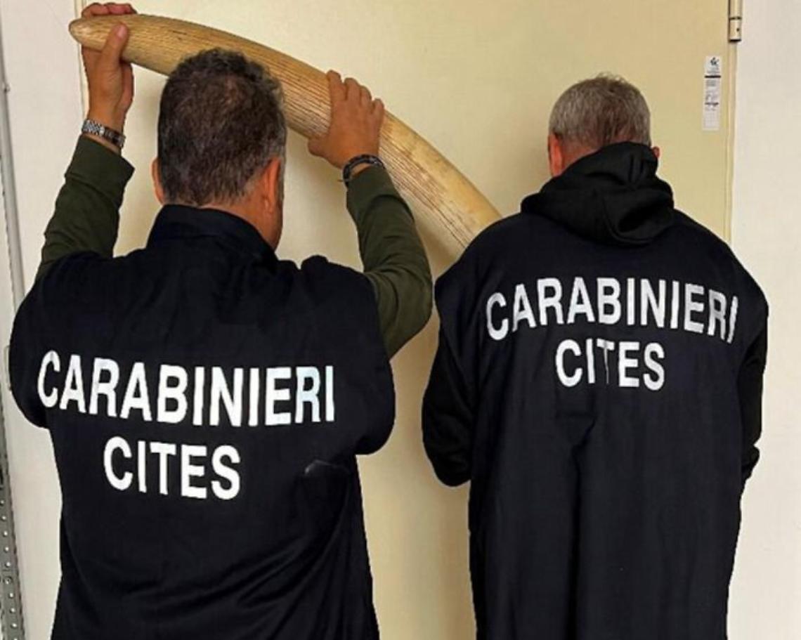 Cinque zanne d’elefante africano sequestrate nel Torinese: la scoperta in un laboratorio di tassidermia