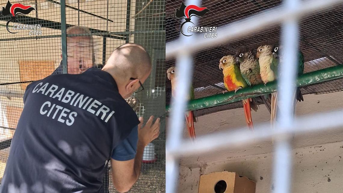 Lago Maggiore, sequestrati 17 pappagalli protetti e multa da 30mila euro. Scoperto giardino zoologico abusivo