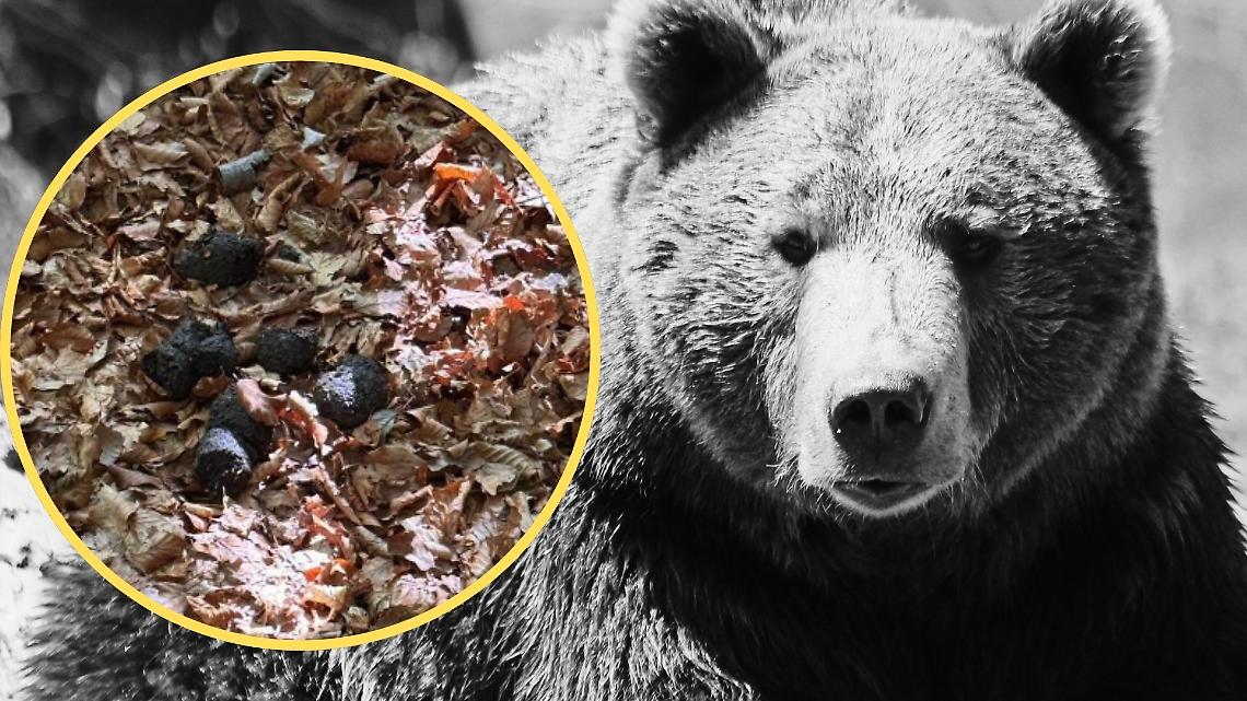 Nuovo orso nel VCO?