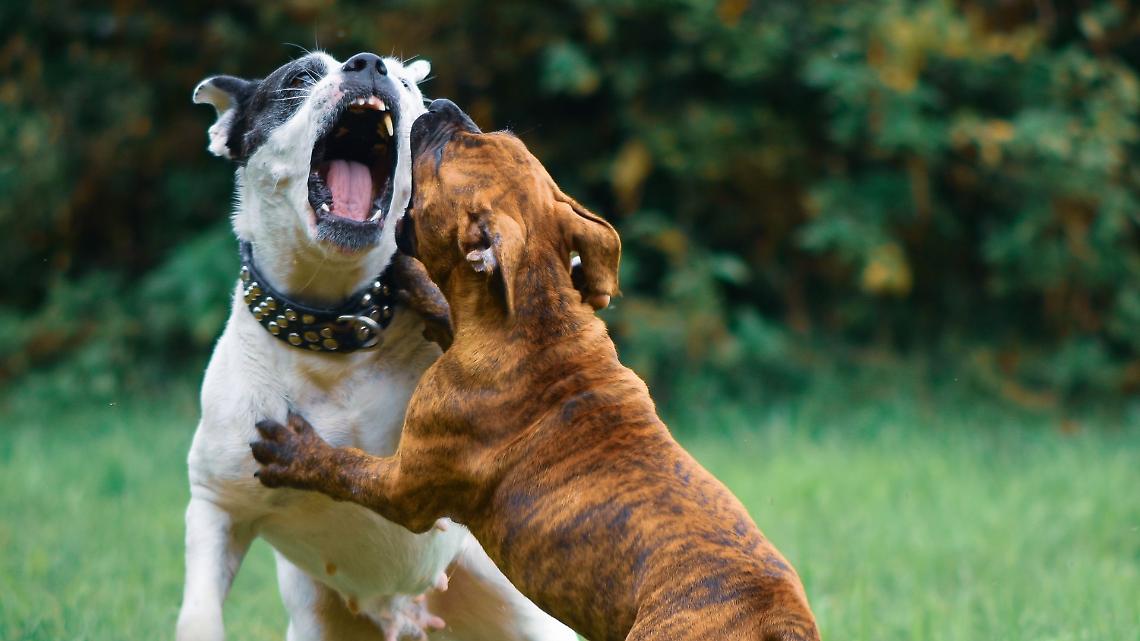 Presunti pitbull fuggono dalle ex piscine del Sempione: 82enne e il suo Spritz aggrediti