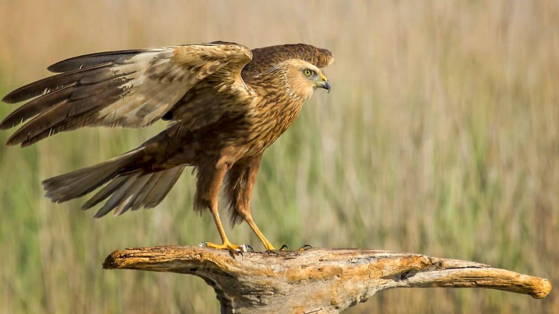 Falco di palude muore