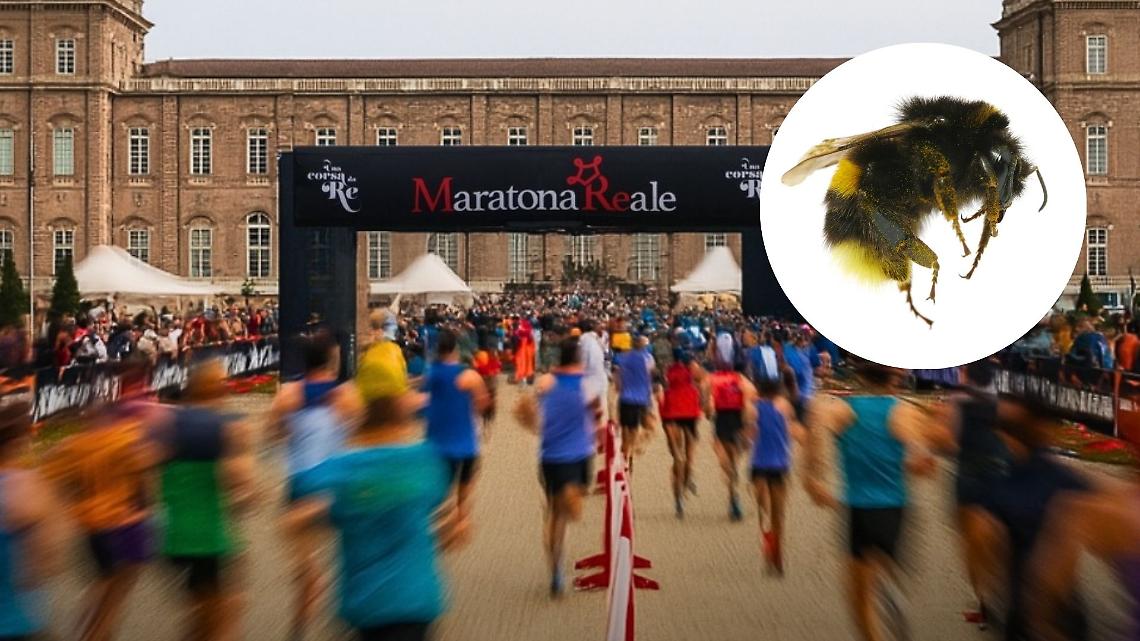 Calabroni alla Mandria, corsa rovinata: una trentina di atleti punti, uno finisce in ospedale