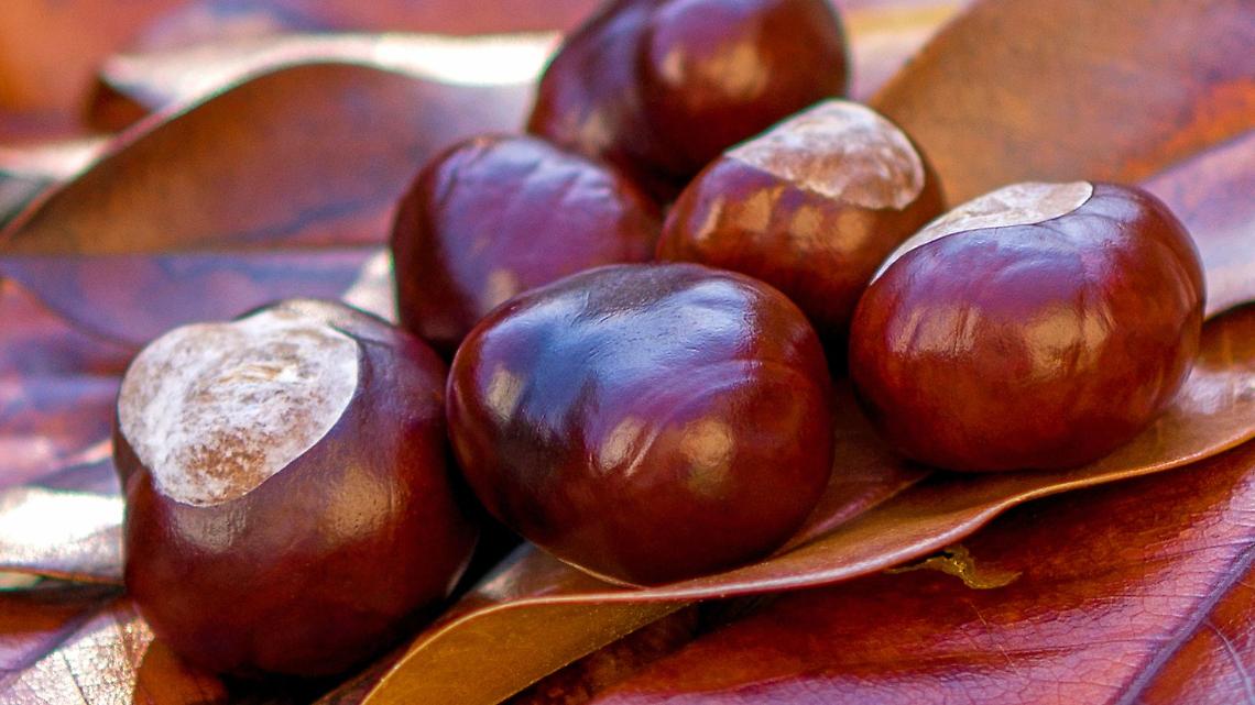 Ingria celebra la castagna