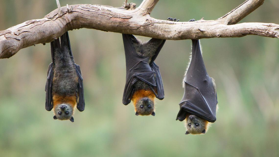 Foreste distrutte, pipistrelli in fuga: gli esperti smontano i sindaci del Canavese