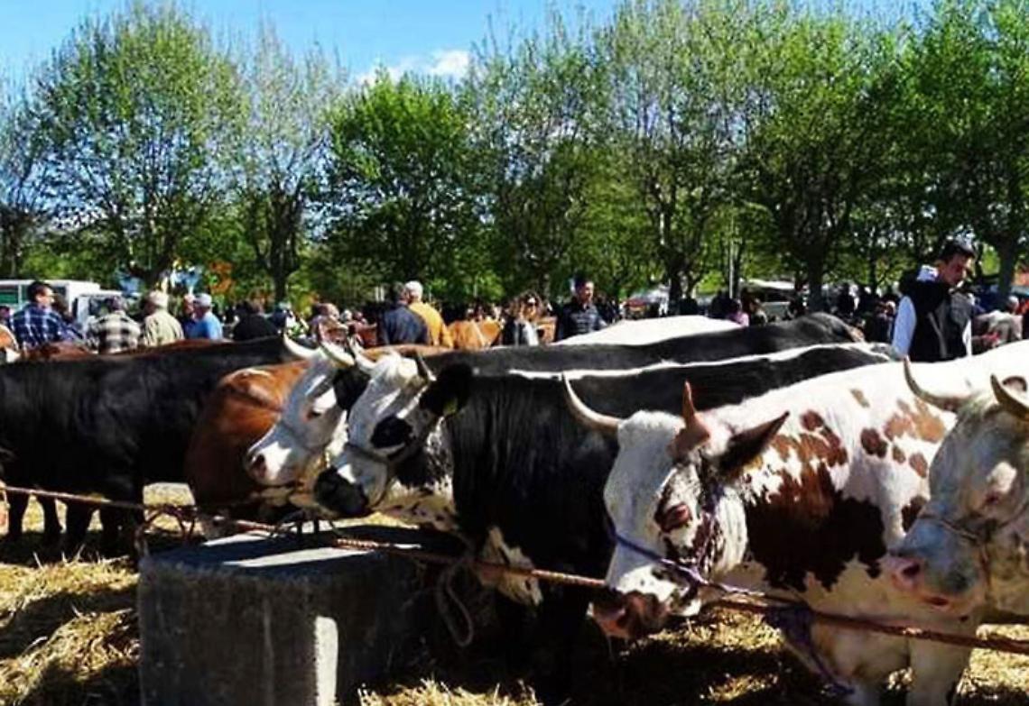 Castellamonte riscopre le sue radici nella Fiera di Ognissanti
