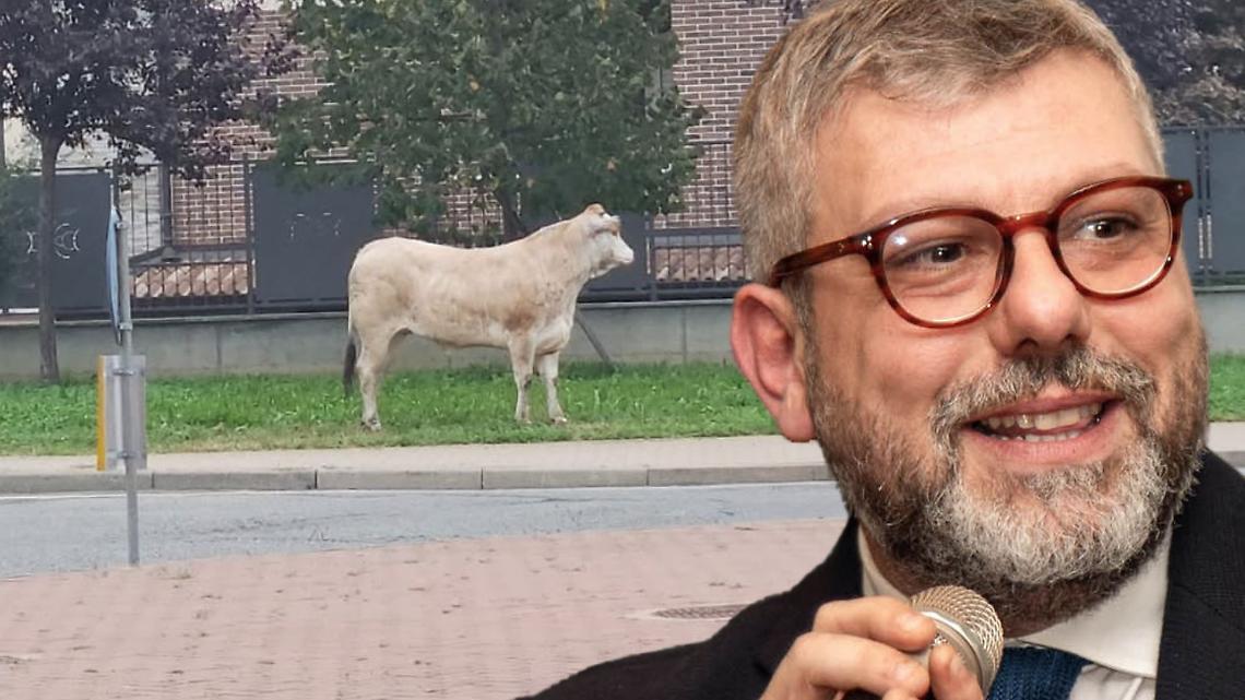 Il sindaco di Leini difende il toro fuggito dal macello per le vie del paese: “Merita di vivere”