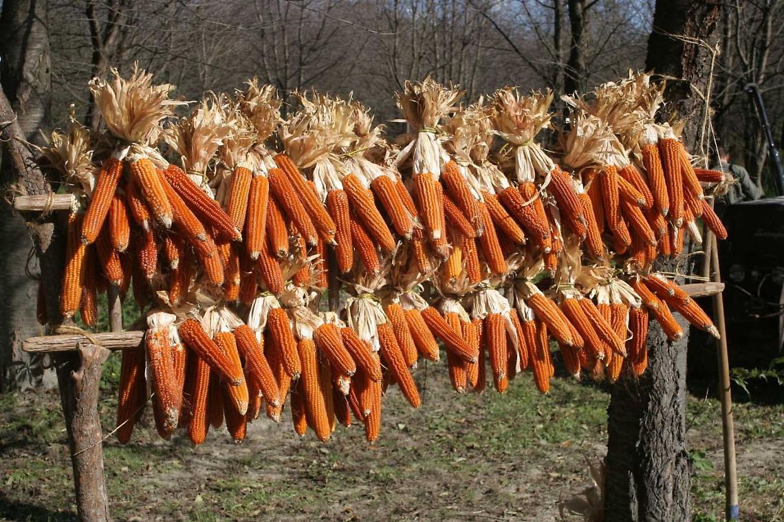 A Banchette si festeggia il Mais Rosso: due giorni di tradizione, gusto e cultura contadina