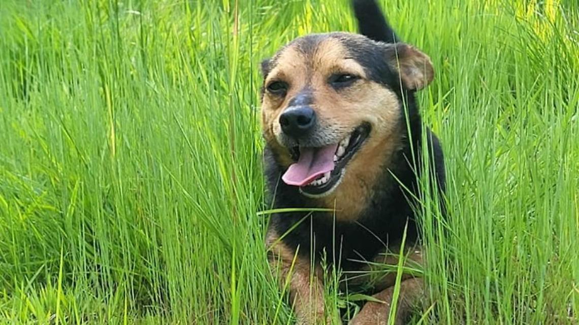 Shock nel torinese: cane amato da tutti ucciso da un colpo di caccia (VIDEO)