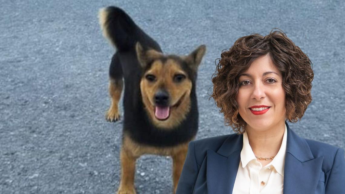 Il cane Rocky, ucciso dai cacciatori e la consigliera Sarah Disabato (M5S) 