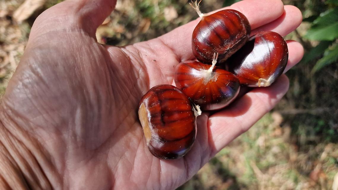 Castagne 2025, raccolto da record nel Torinese: un anno ideale