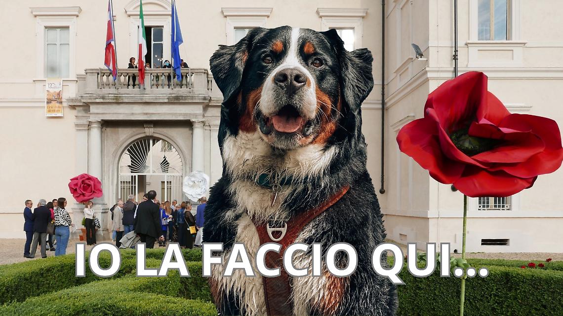 A Ciriè parte la sfida eco-sostenibile: diluire la pipì del Bovaro del Bernese