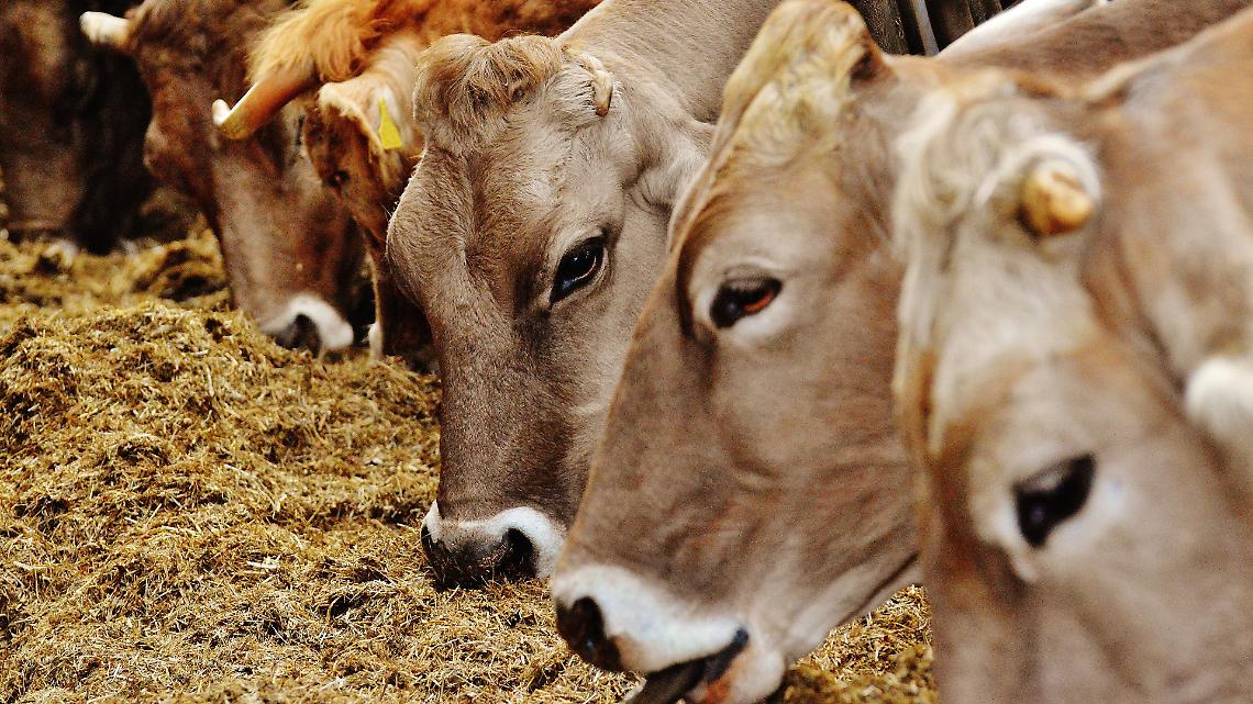Quincinetto festeggia la tradizione: torna la Fiera Autunnale del Bestiame