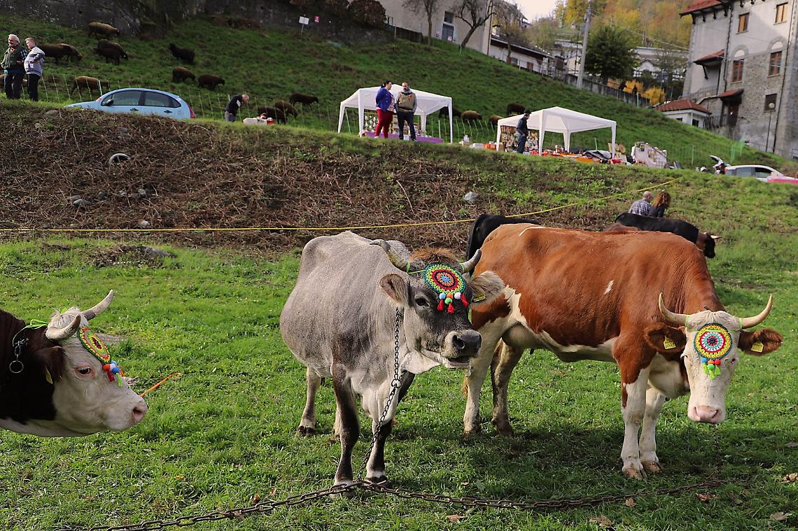 In occasione di San Martino si terrà la Festa Agricola
