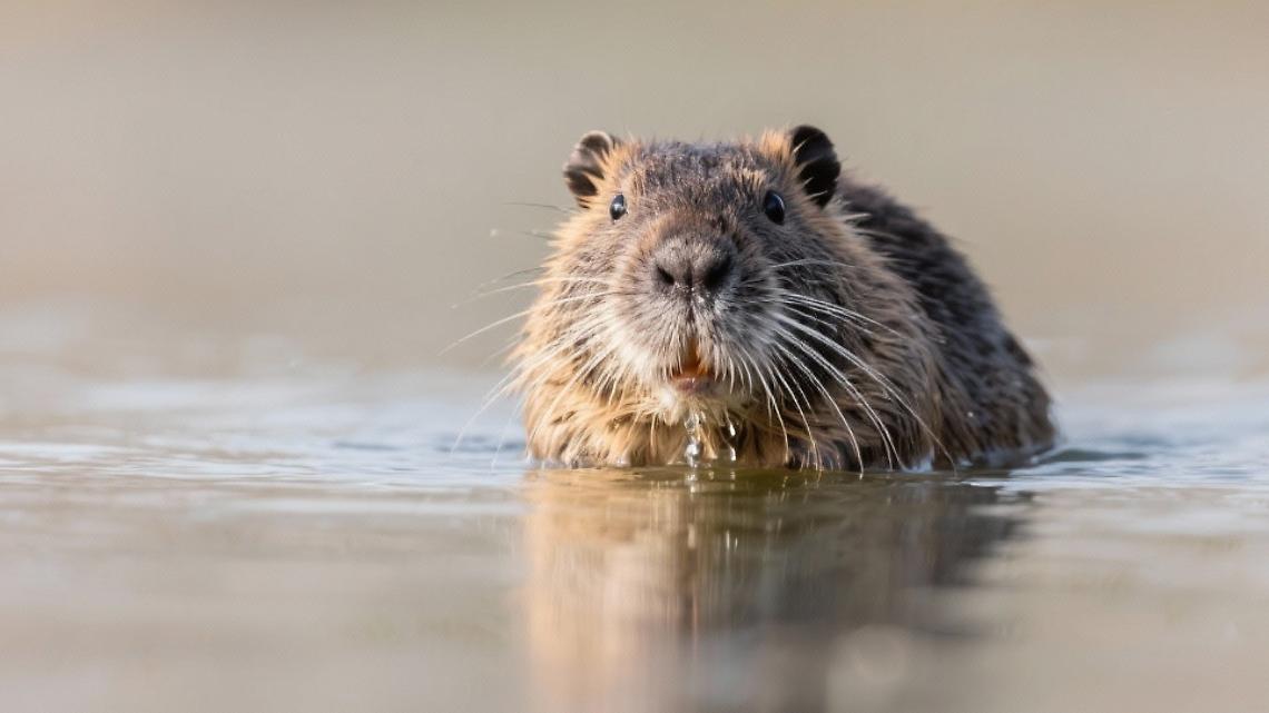 Le nutrie nella vasca di Piazza Vittorio: scoppia la polemica. Ecco il video e le foto